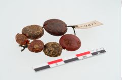 Foto von Perlenkette (NHMW-PRAE-024973)